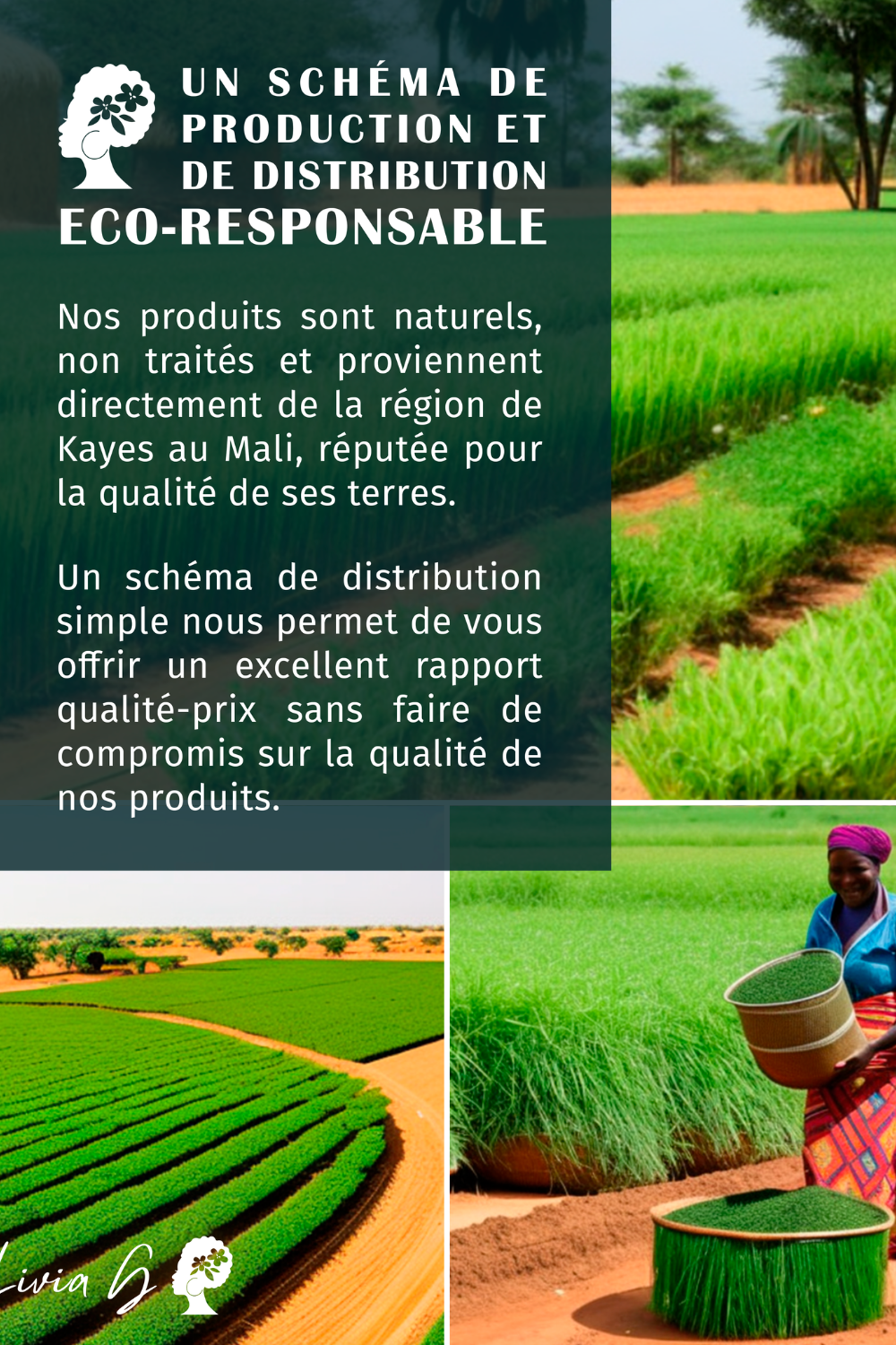 Khamare Racines de vetiver